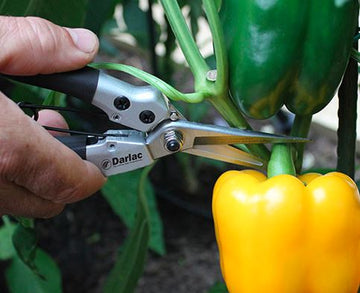 Darlac tools | Garden Tools | Quality gardening tools